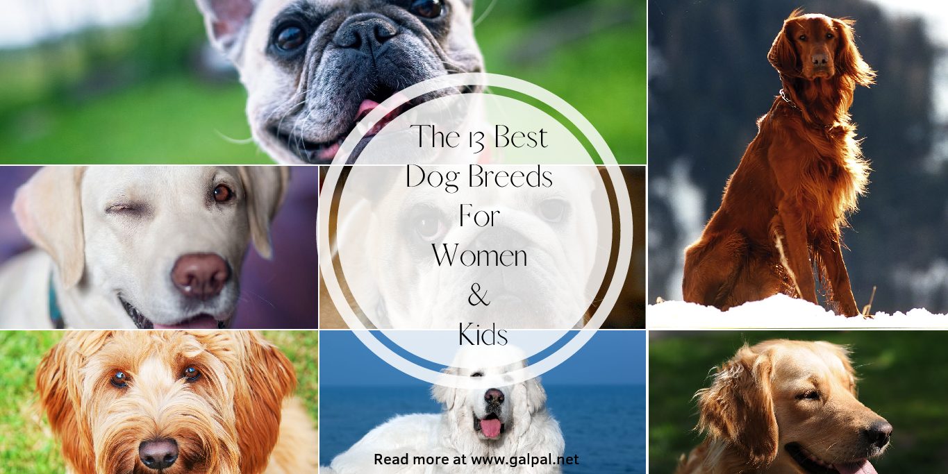 The 13 best dog breeds for women and kids- Family dogs