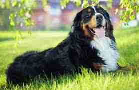 Best Dog Breeds For Kids and Women