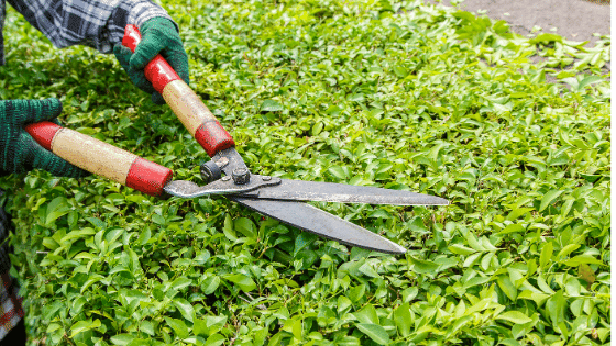 How many calories can you burn gardening?