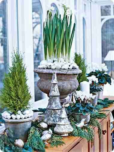 Holiday paperwhites in planters