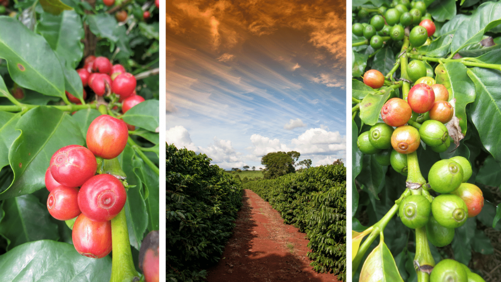 Coffee beans- growing