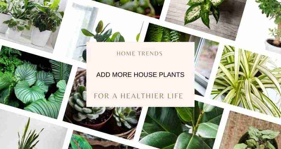 Home trends- add more house plants