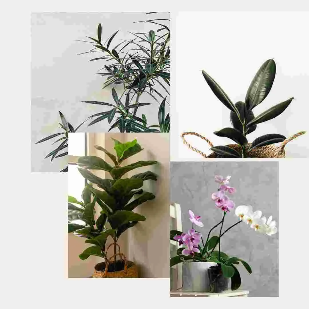 The best houseplants for home decor