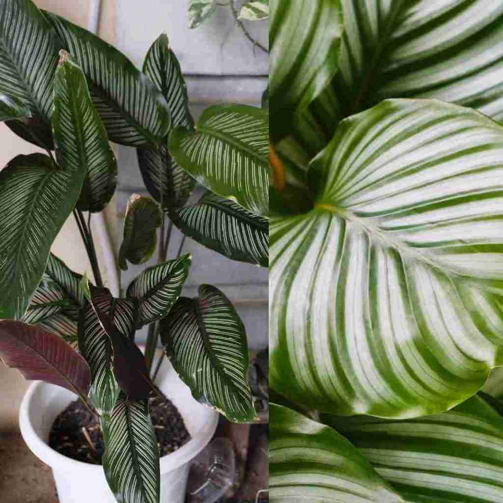 Calathea Freddie indoor plant 