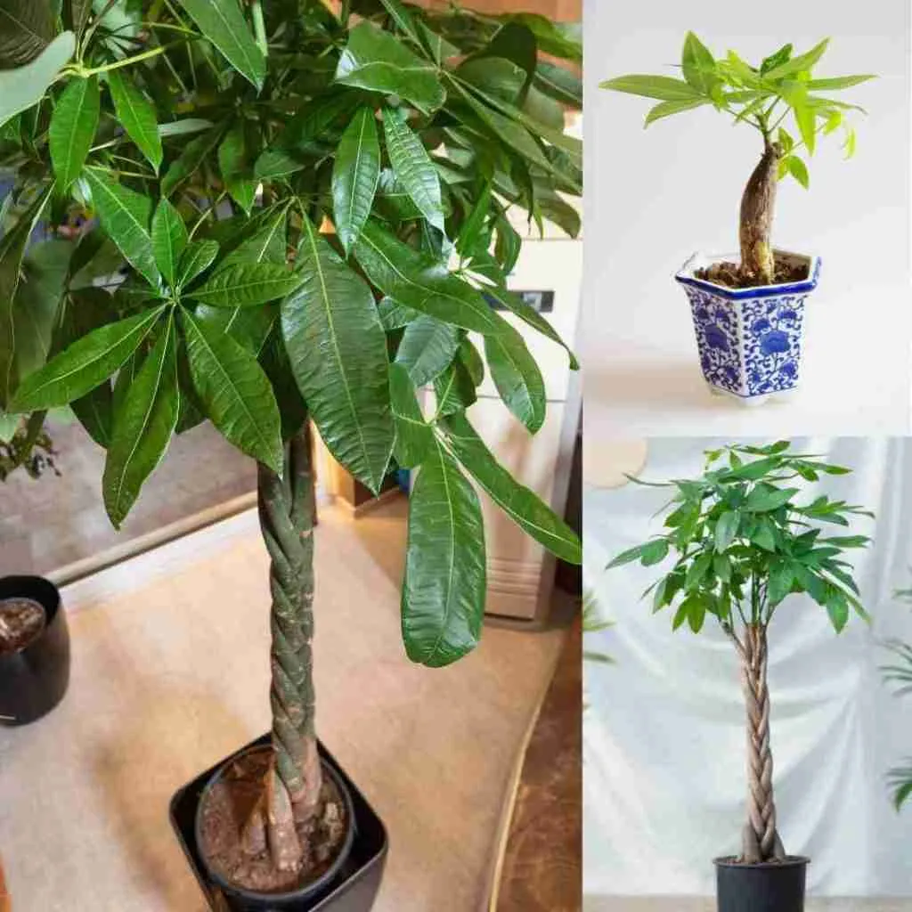 Money Tree indoor plant