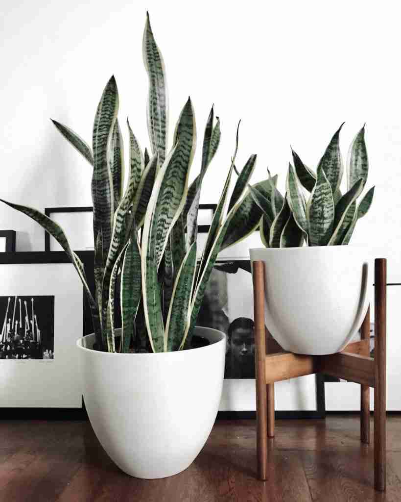 Potted Snake Plants in modern planters on hardwood floors in natural light.