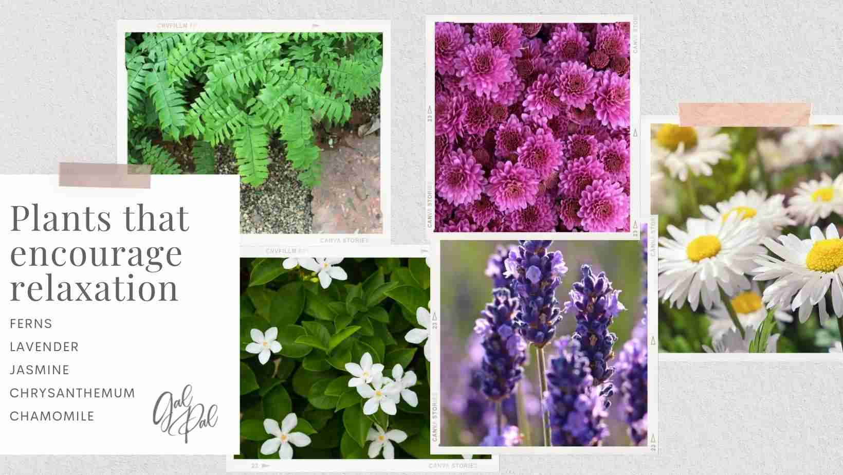 NATIVE PLANTS- HEALTHY PLANTS