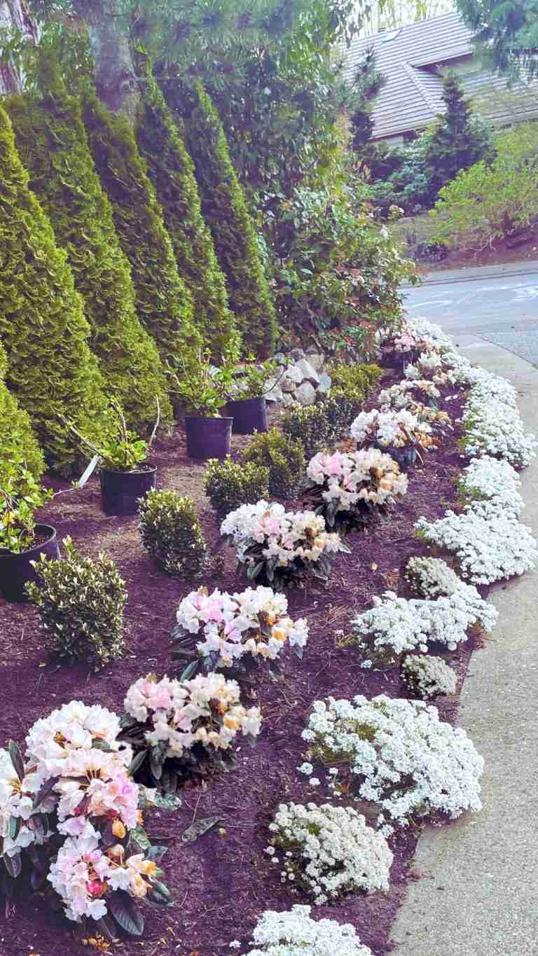 ‘teddy bear’ Rhododendrons- the ideal compact evergreen border shrub
