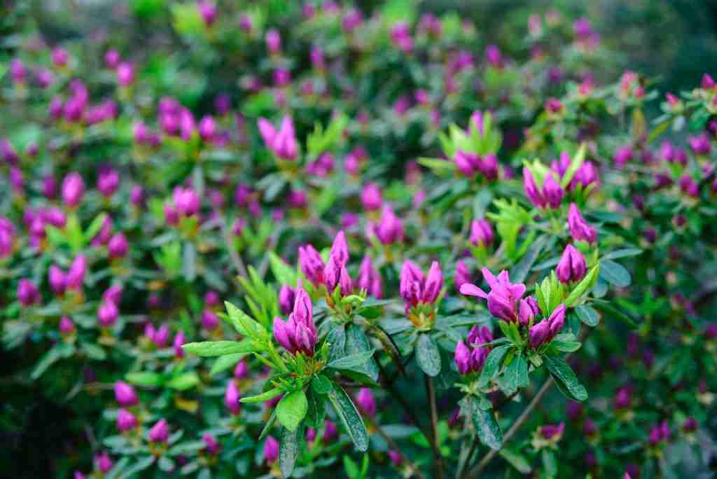 morning unblown bright pink flower buds of rhododendron plants