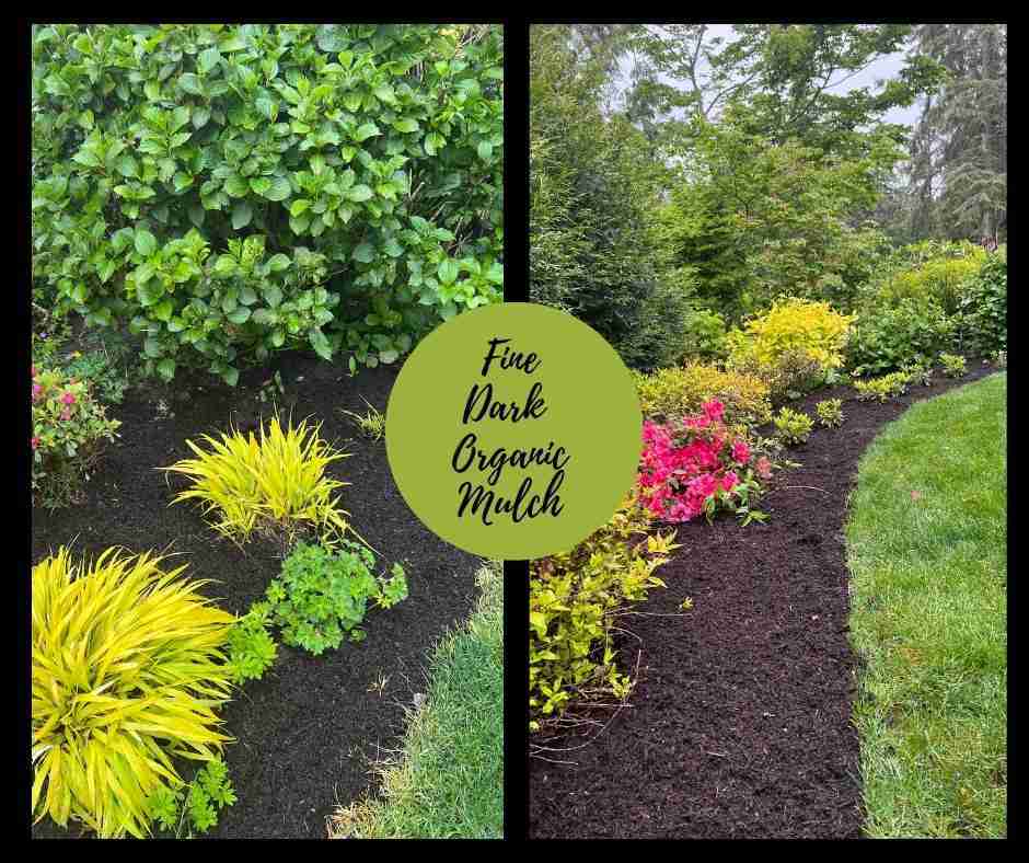 Mulched garden with dark mulch