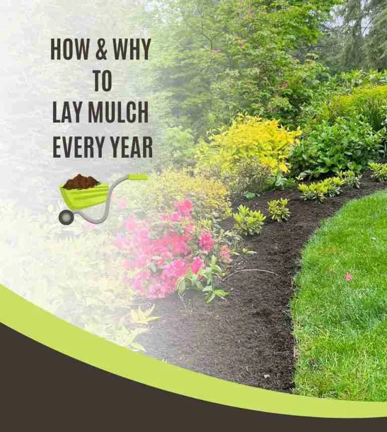 How and Why You Should Lay Mulch: what you need to know
