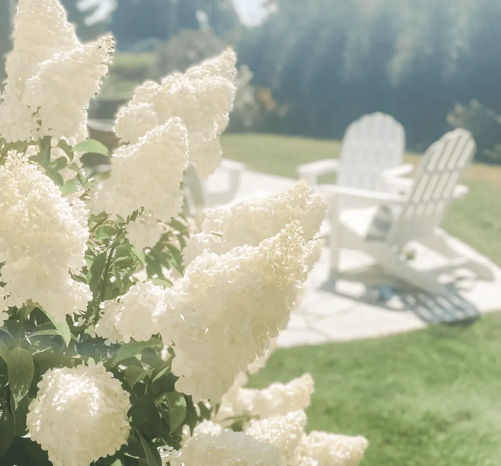 Hydrangea paniculata Vanilla Strawberry in backyard