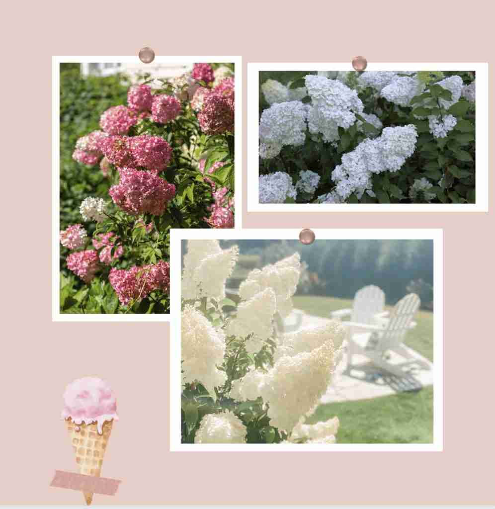 Three pictures of Hydrangea paniculata Vanilla Strawberry