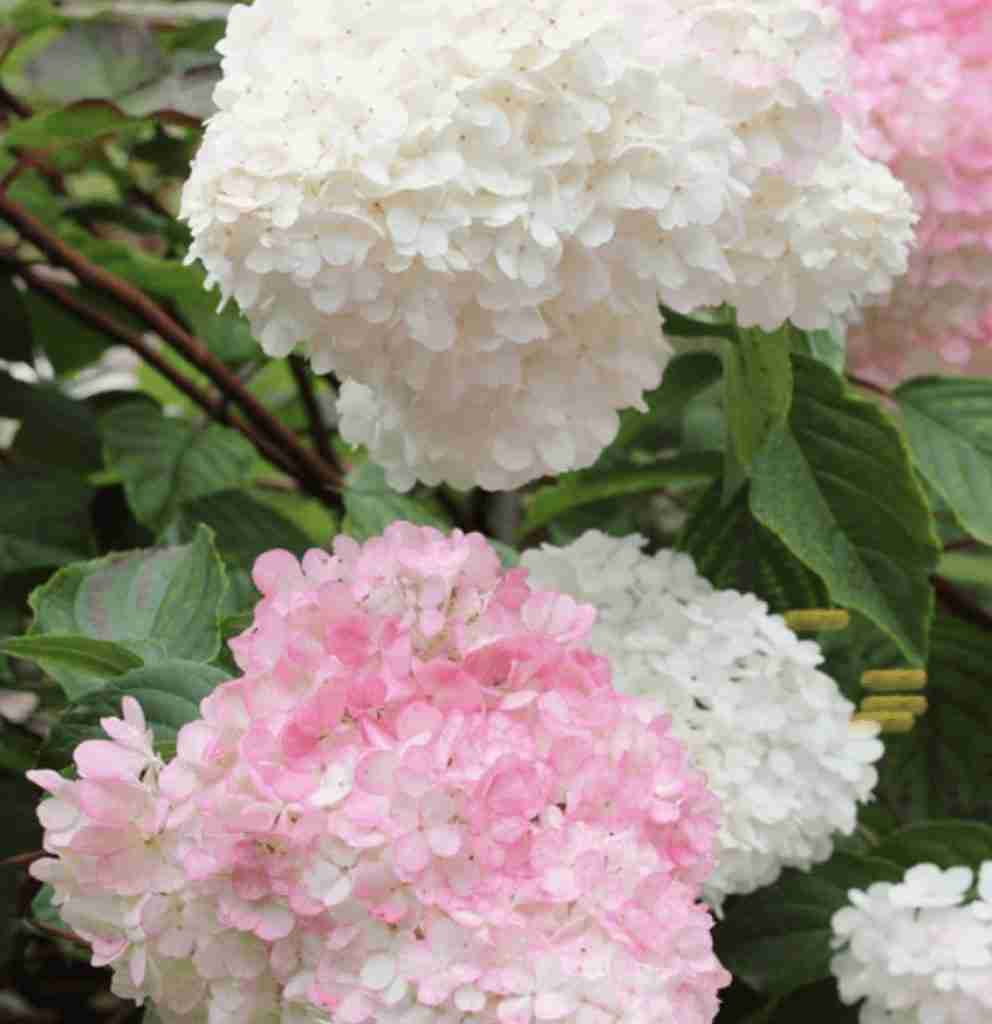 Hydrangea paniculata Vanilla Strawberry