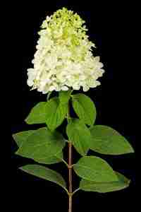 Flowers of hydrangea closeup, lat. Hydrangea paniculata, isolated on black background