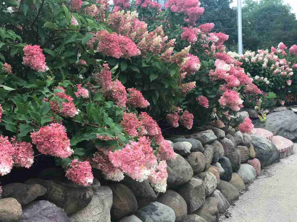 Peewee hydrangeas sit next to a wall of rock field stone