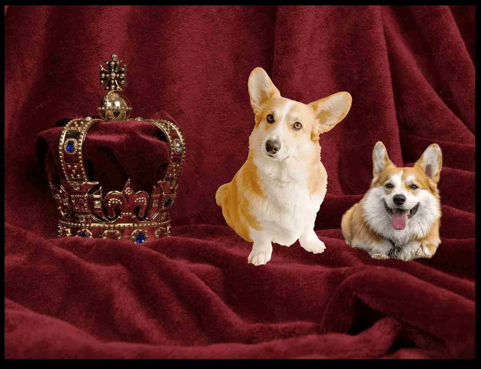 Welsh Corgis