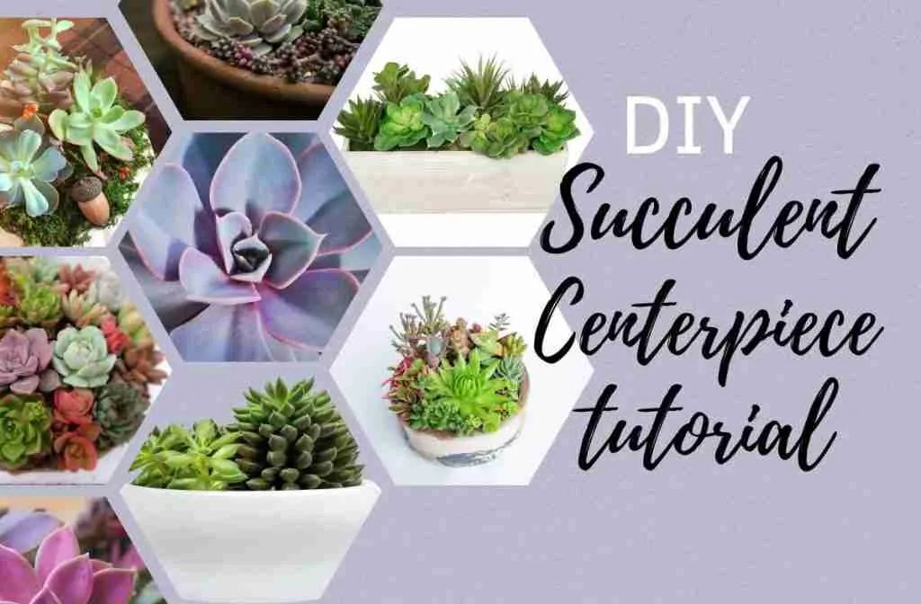 DIY Succulent