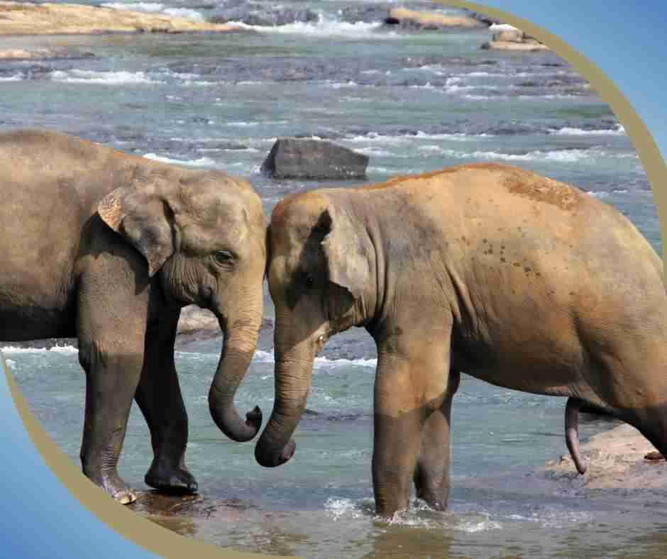 Elephant sisterhood bond is strong. Image of two female elephants string at eachother 