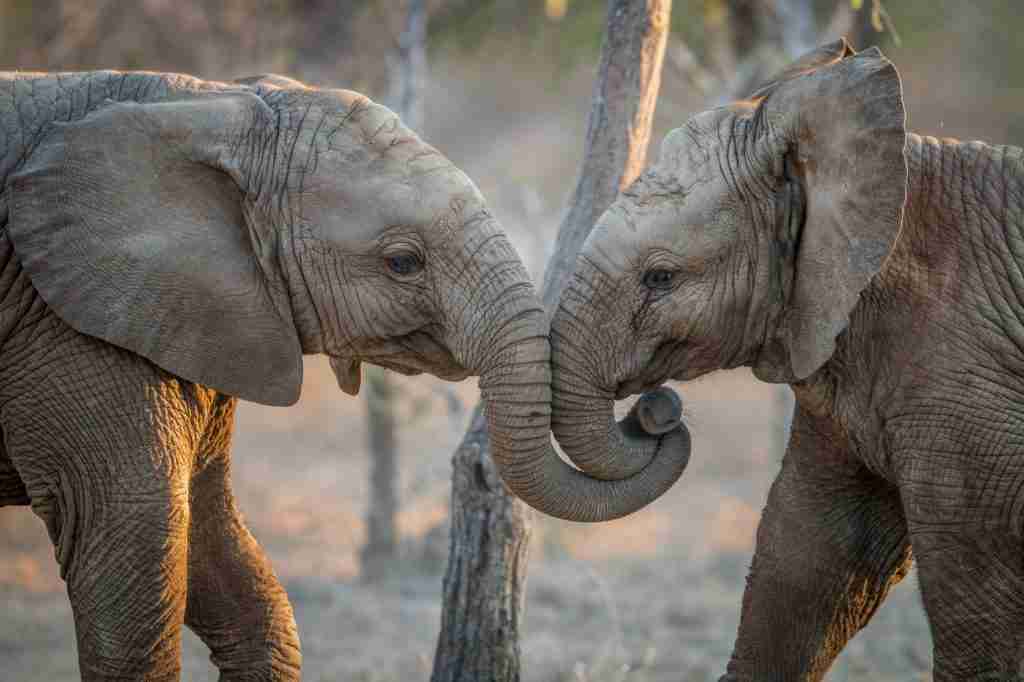 Elephants playing and cuddling.