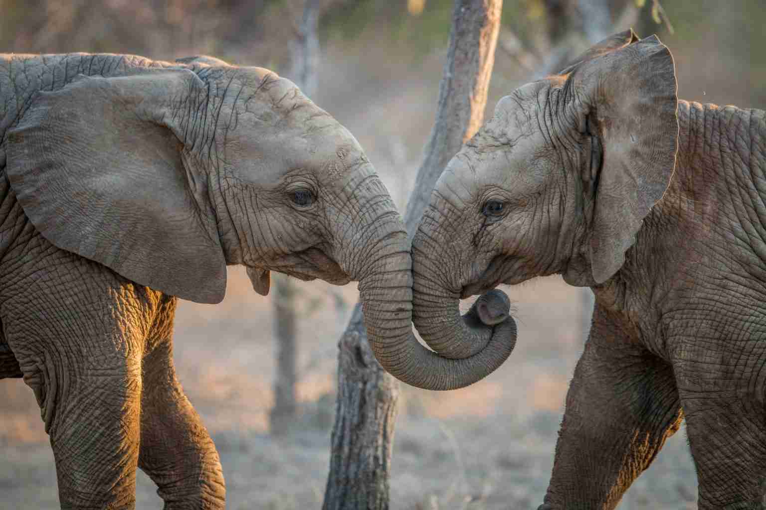 The sisterhood of female elephants-14 inspiring facts – Gal Pal Lifestyle