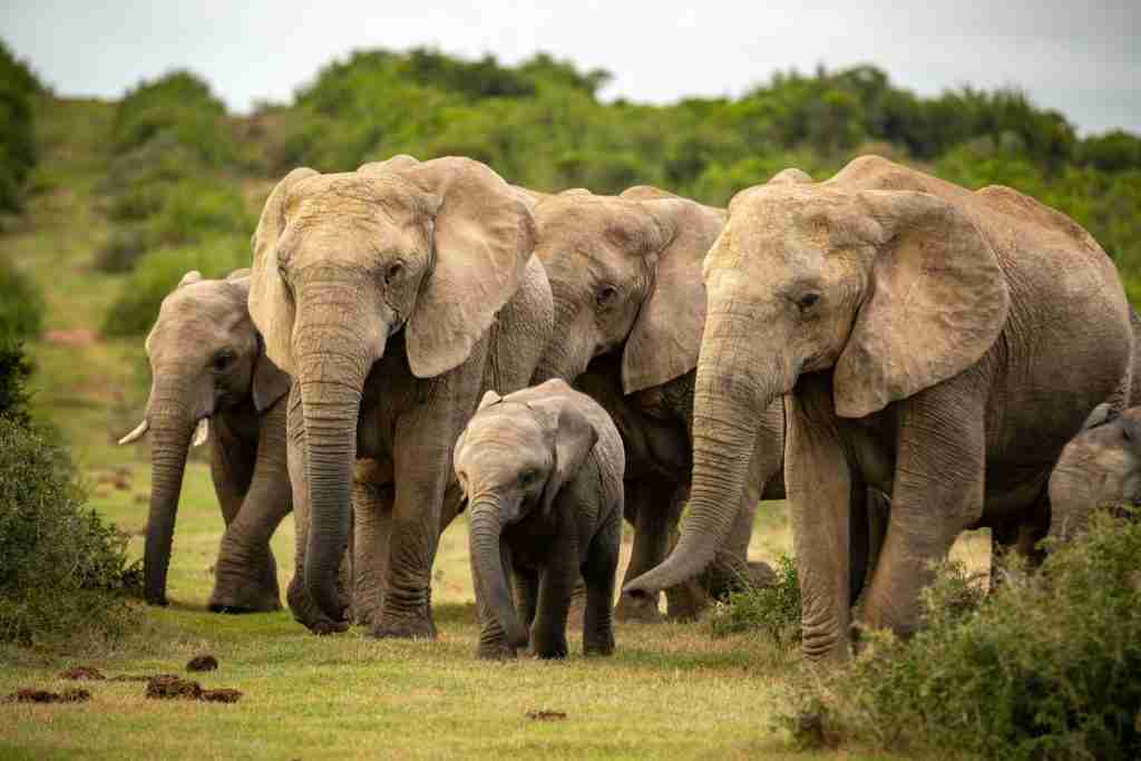 Herd of elephant protecting baby elephant