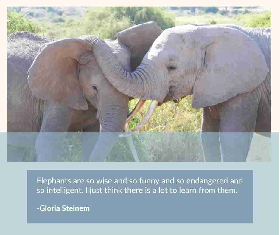 Elephant tribe - image of two female elephants sticking together as a tribe