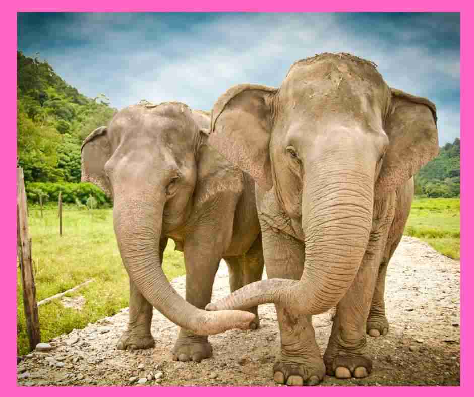 TWO elephants trunks touching as walking