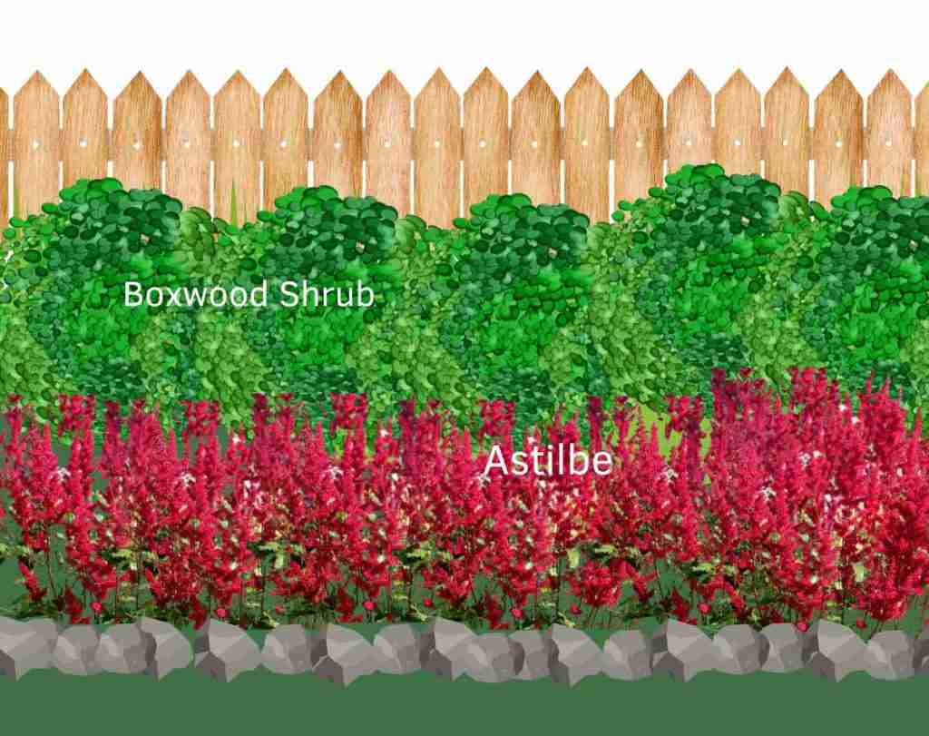 Image of Astilbes green velvet boxwood companion plants