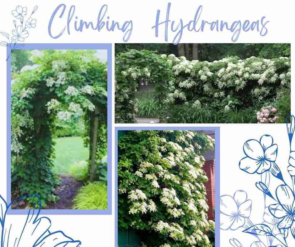 Climbing Hydrangea 