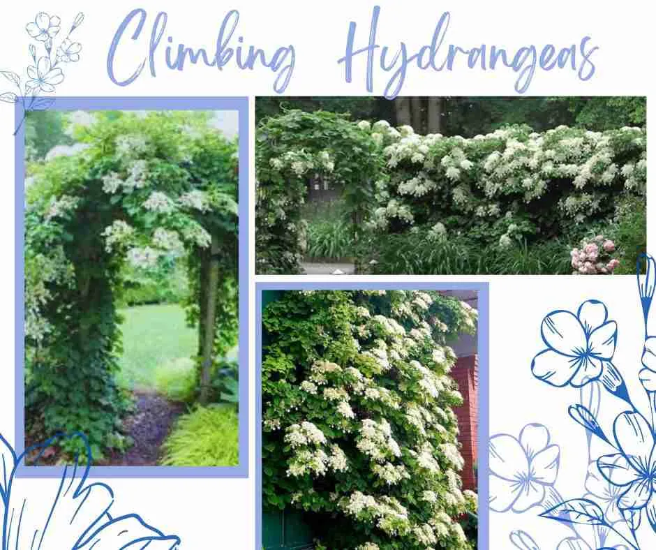 Climbing Hydrangea
