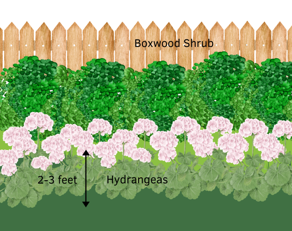 Hydrangeas in front of boxwoods