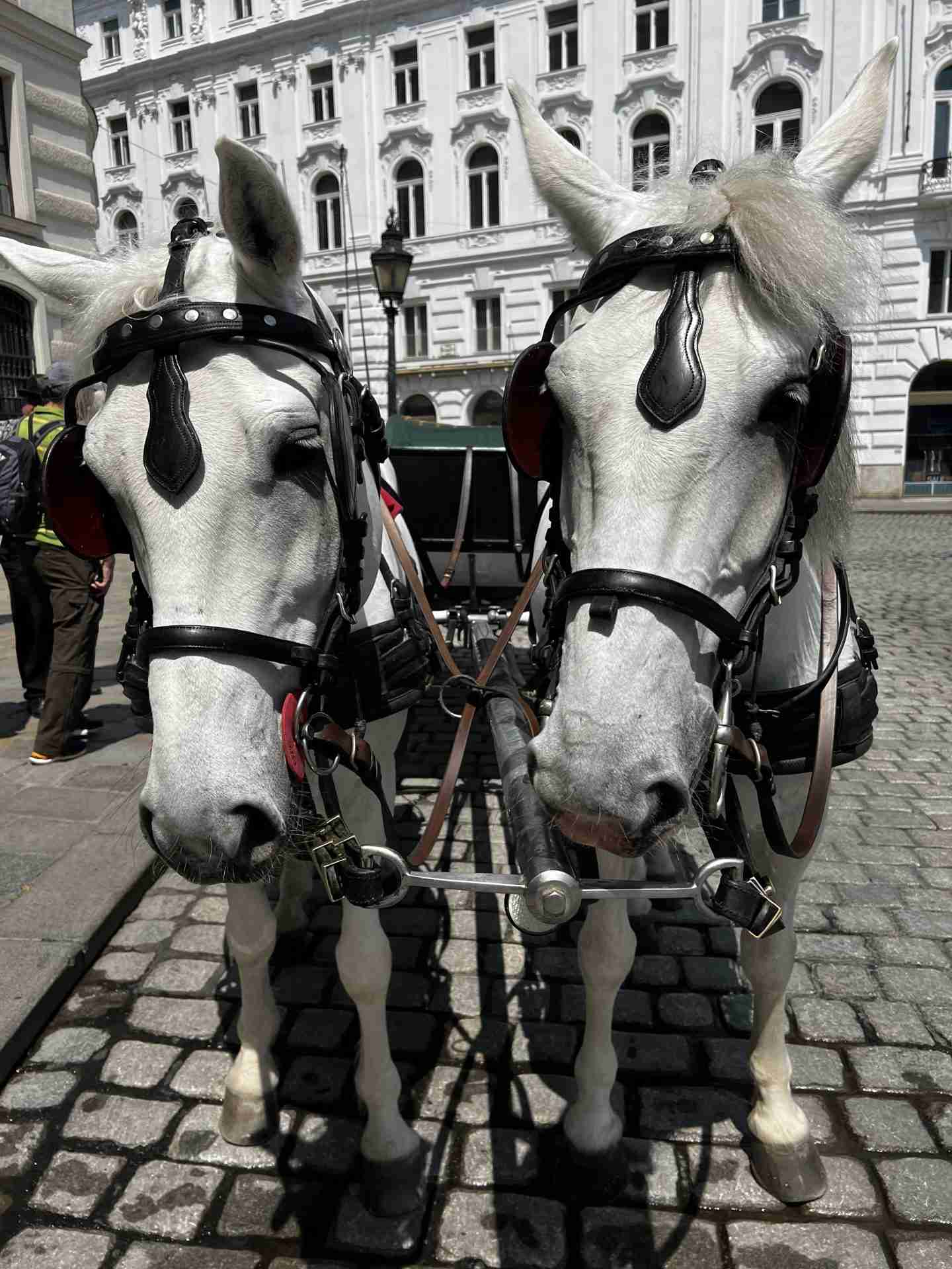Two white horses in Vienna