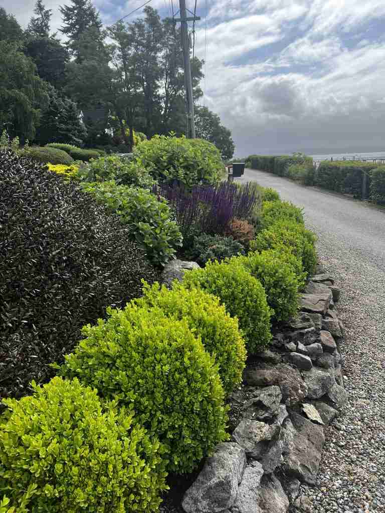 Rounded boxwood shrubs planted with various other plants