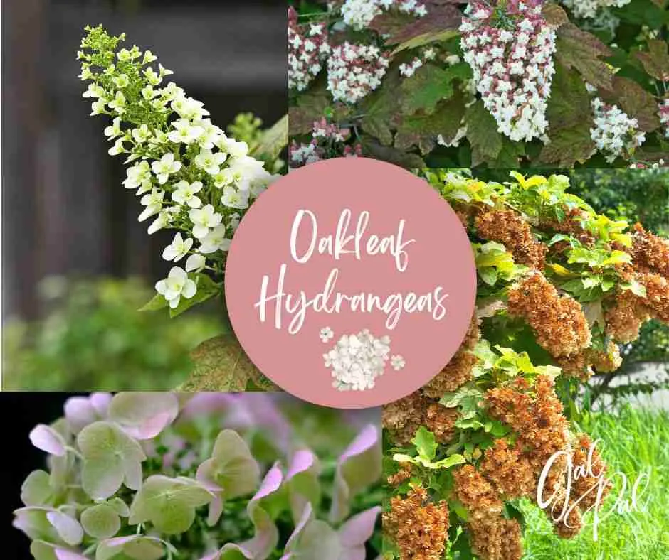 Oakleaf Hydrangea