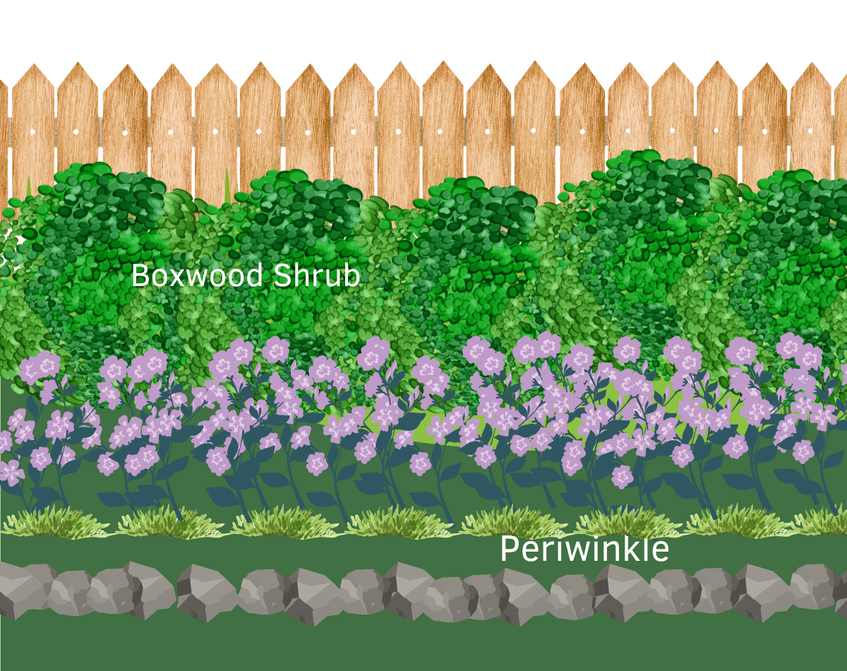 14 best companion plants to grow in front of boxwoods – Gal Pal Lifestyle