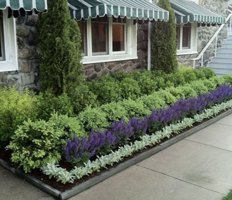 Lavender in front of boxwoods