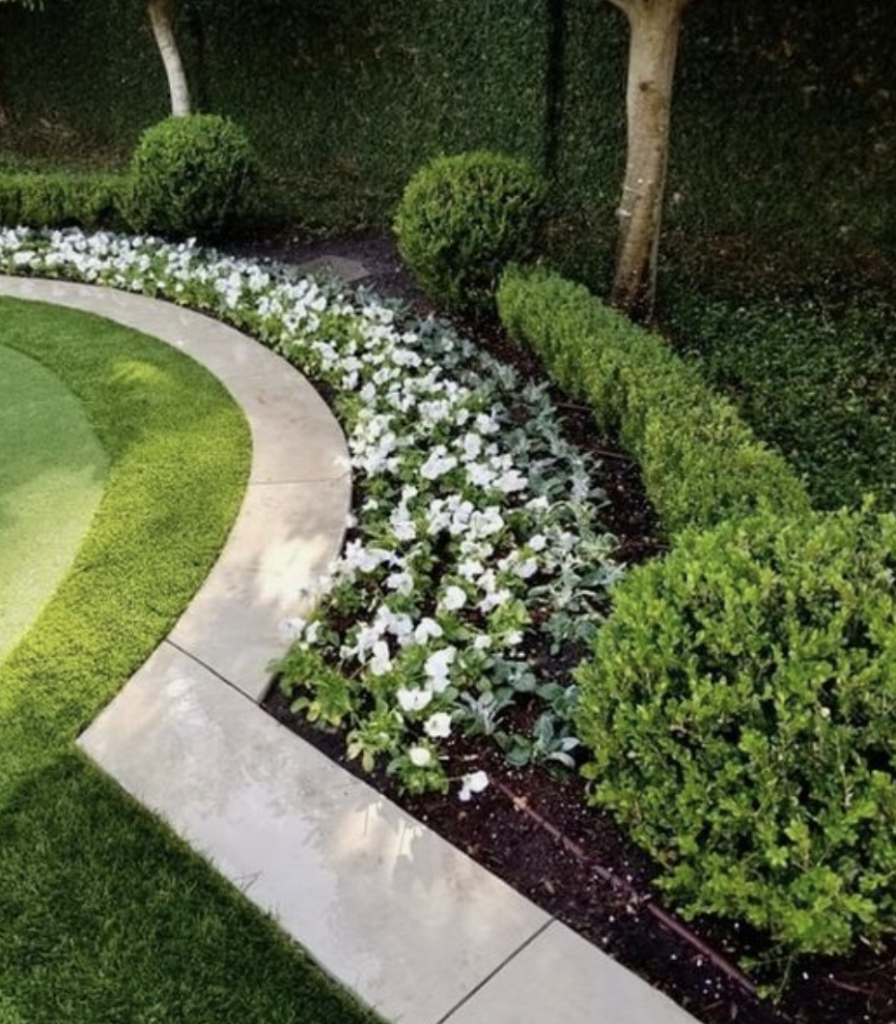 Petunias in front of boxwoods