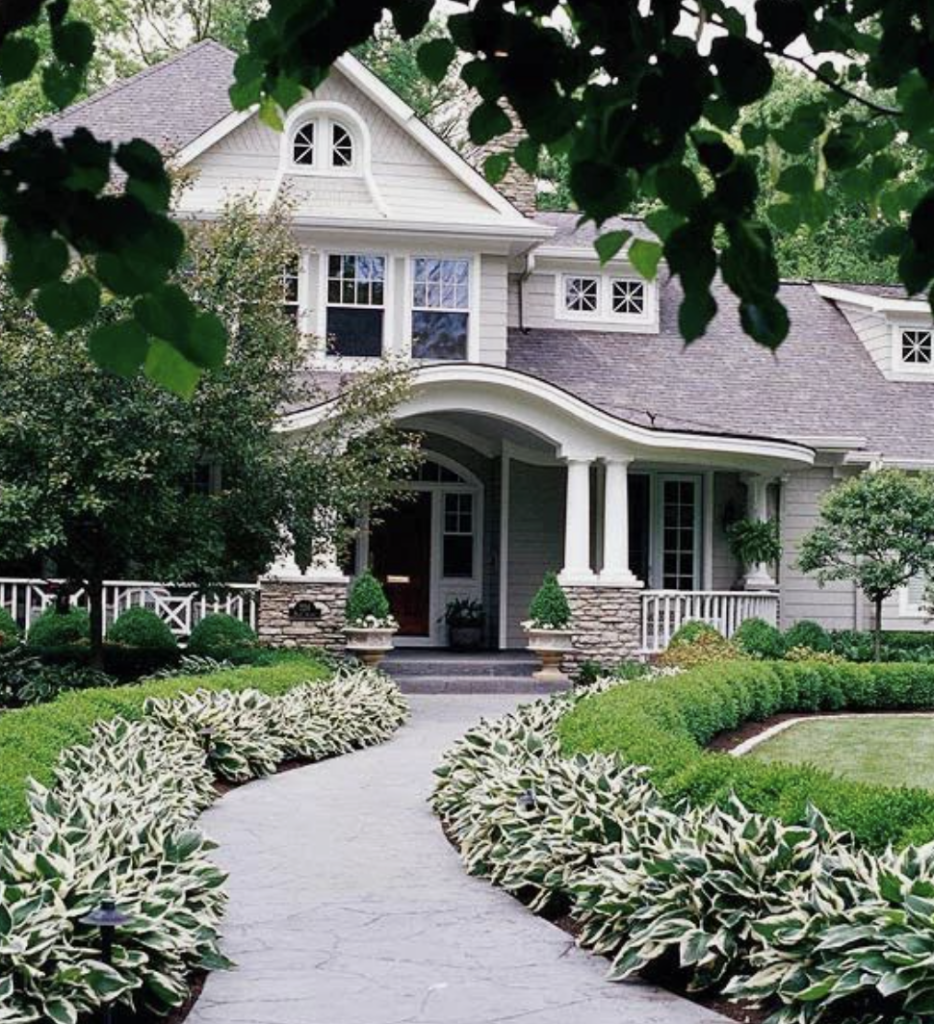 Hostas in front of boxwoods 