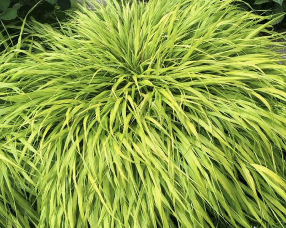Japanese forest Grass