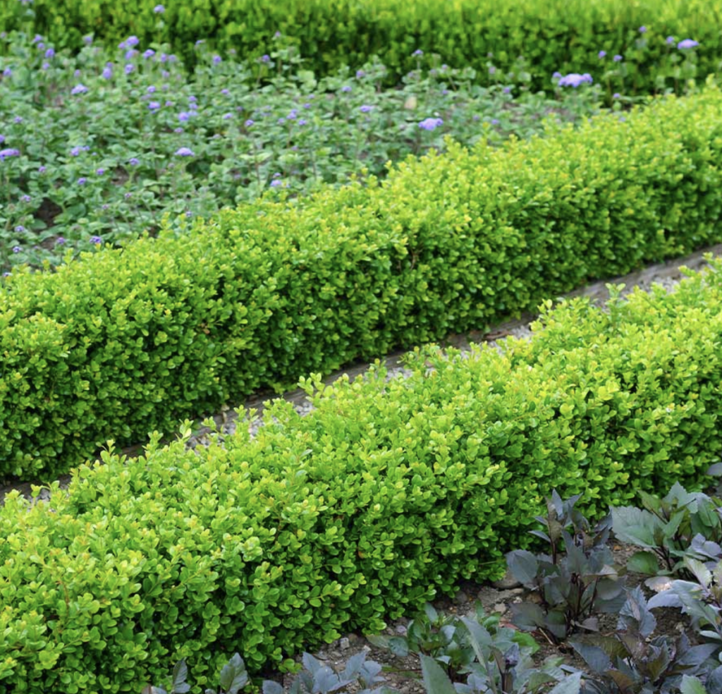 English Boxwood