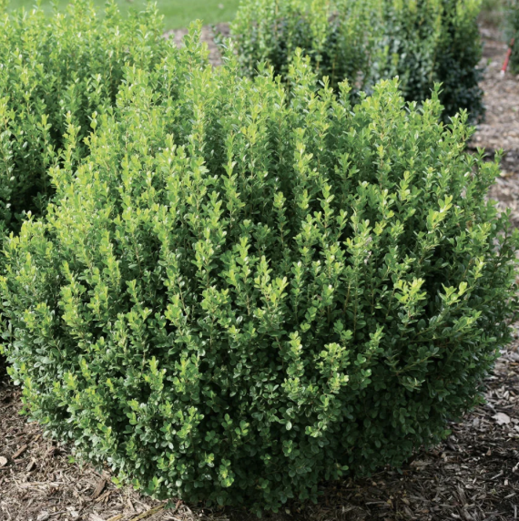 Sprinter Boxwood