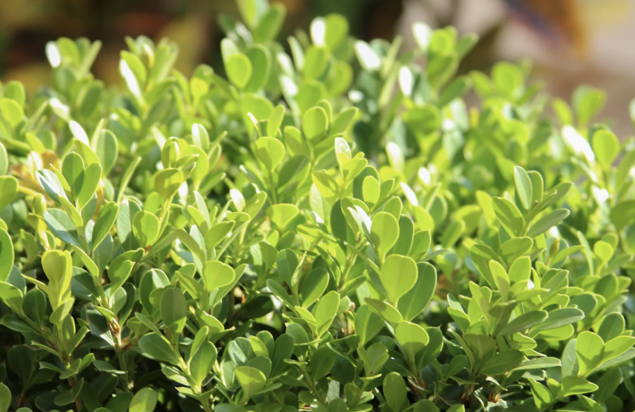 Common Boxwoods