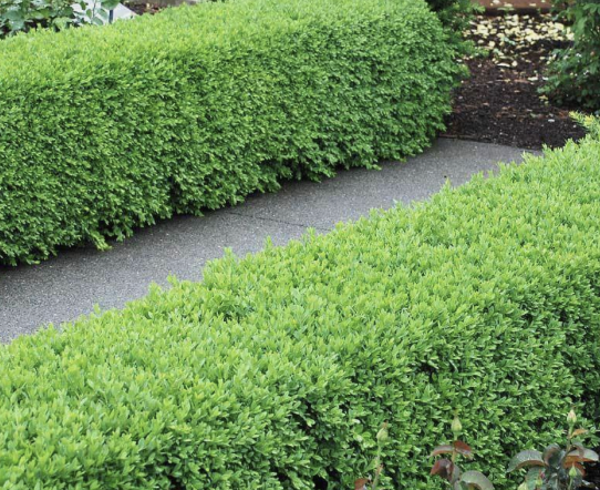 Green Velvet Boxwood