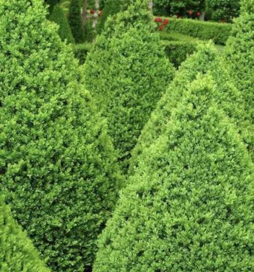 Green Mountain Boxwood-green mountain boxwoods