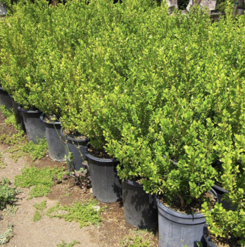 Japanese Boxwood