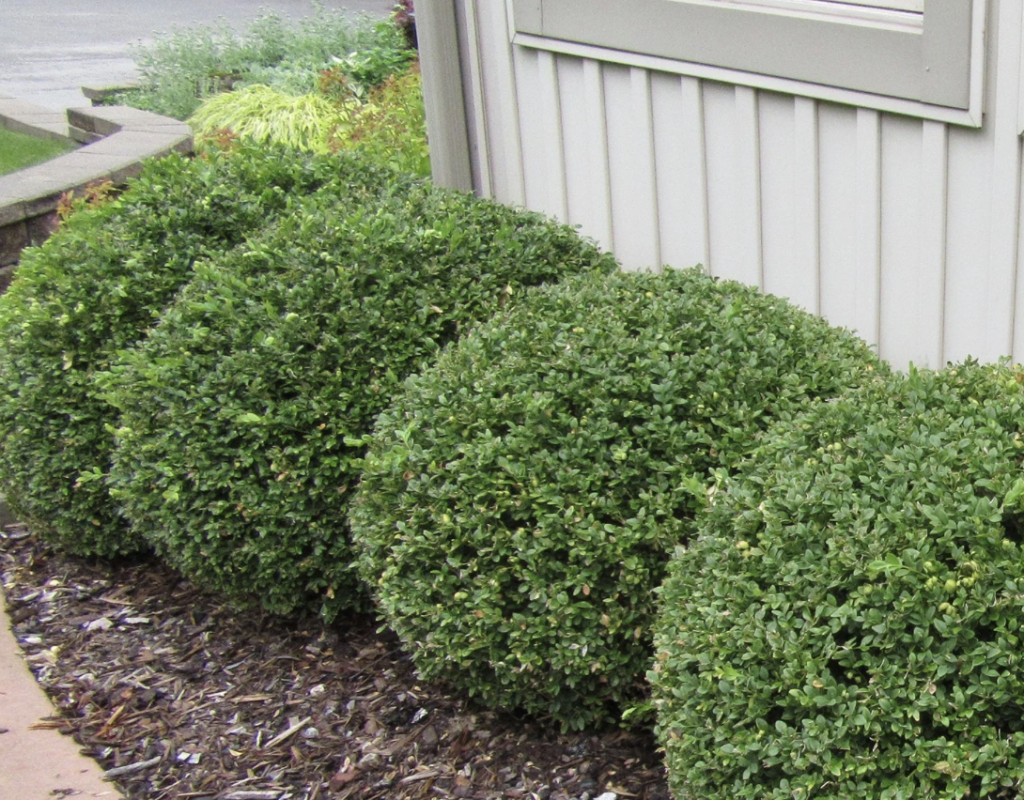 Green Gem Boxwood