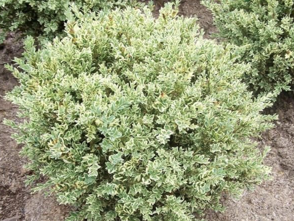 Variegated boxwood