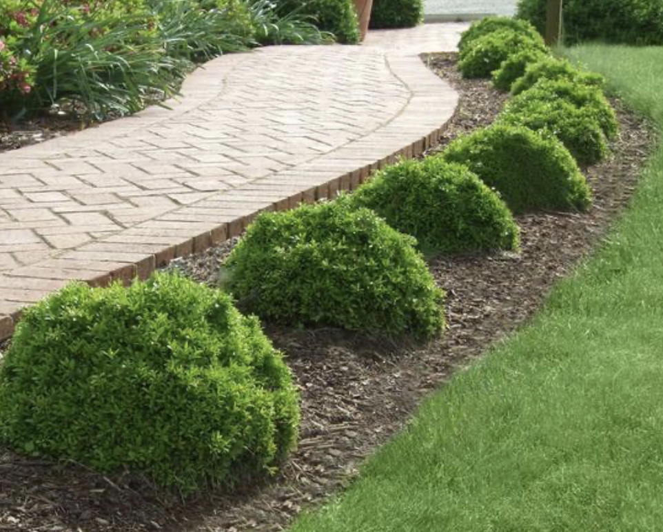 Grace Hendrick Phillips’ mounds , types of boxwood shrubs pictures