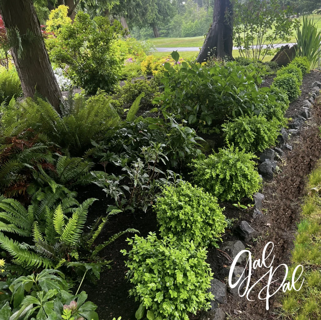 Boxwoods with rocks in front on border. Fresh mulch